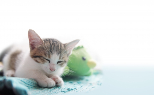 ネットで検索する猫